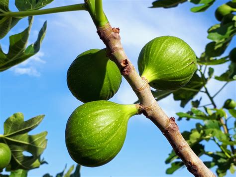 花無果|イチジク(無花果)の種類・品種まとめ｜特徴や育て方も紹